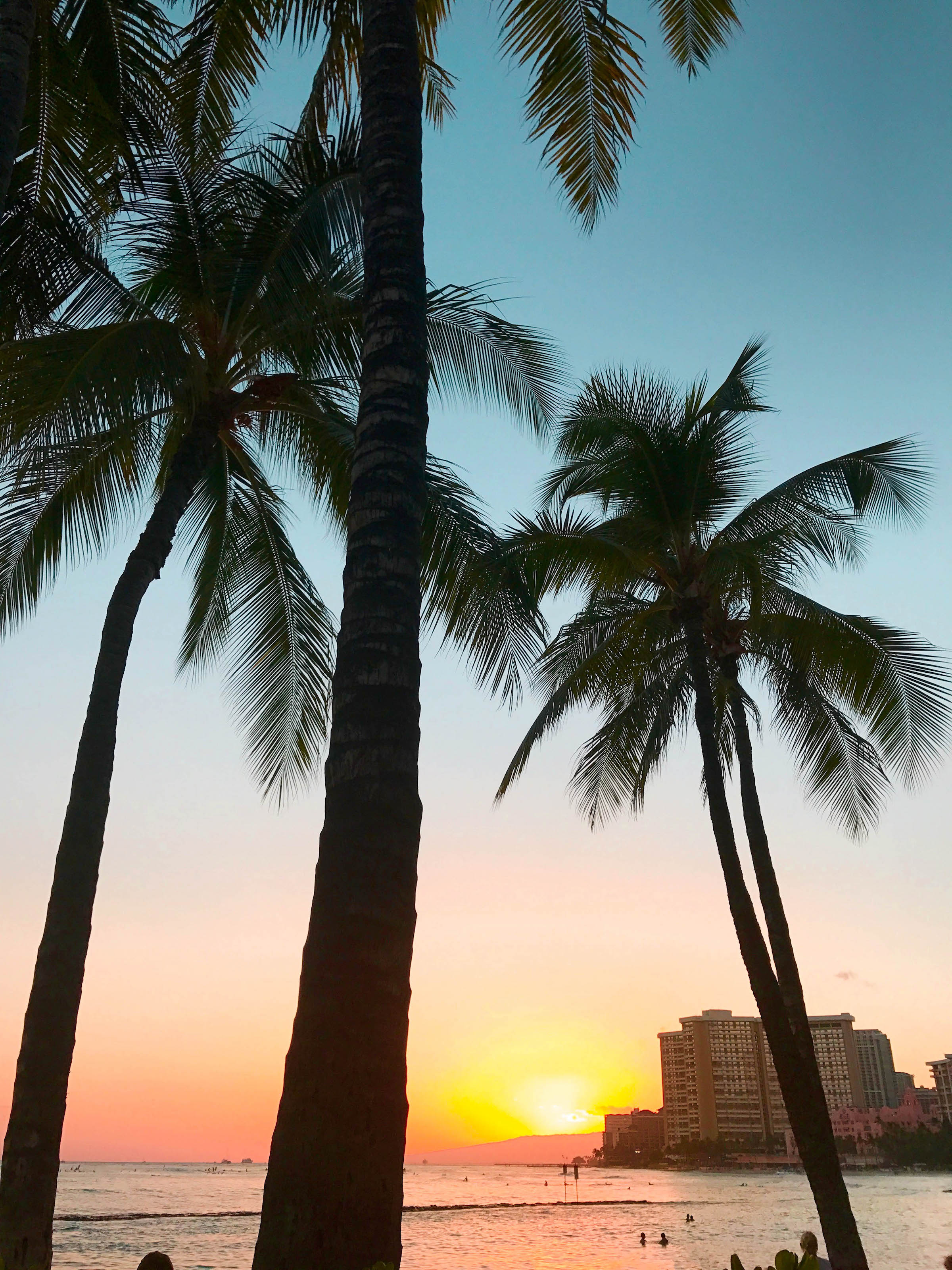 Palm Trees in Hawaii